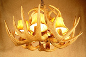 Real Antler White-Tail Basket Chandelier